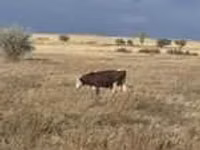 Αγελάδα, Swiss cattle — φωτογραφία 3