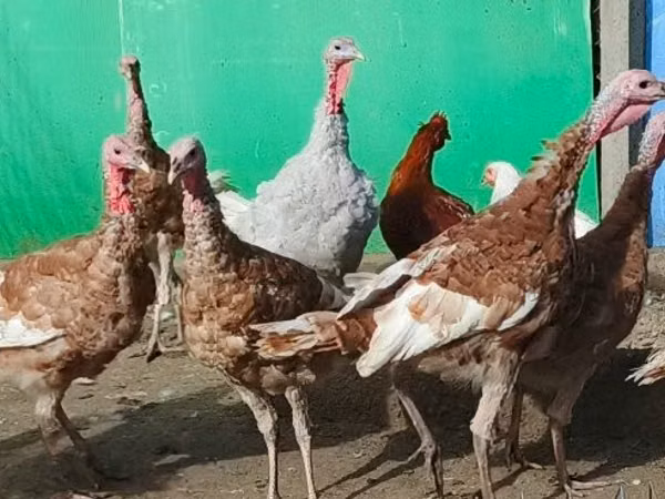 Turkeys — ہنگری