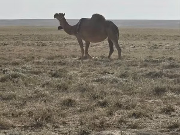 উট (দল, লিঙ্গ উল্লেখ নেই), Anafi camel