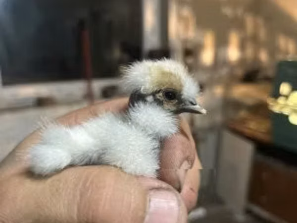 Silkie