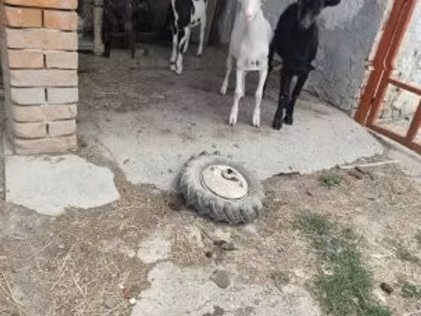 山羊（批次，未指定性别）, Goats — 匈牙利