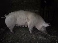 암퇘지 — 사진 2