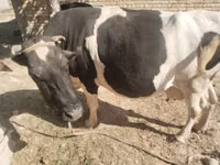 গাভী, Russian Black pied cattle — ছবি 4