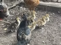 Ducks — عکس 2