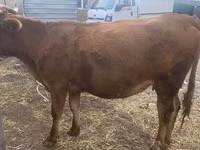 Cow, Swiss cattle — photo 4