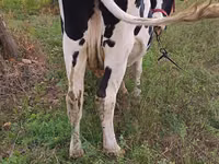 Vaca, Russian Black pied cattle — foto 2