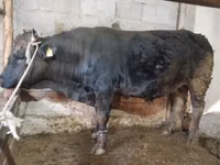 Bull, Swiss cattle — photo 3