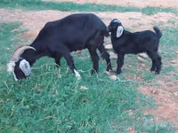 Goat, Goats — photo 2