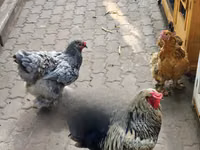 Shamo chickens — sawirka 1