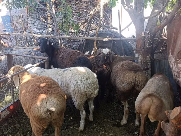 نعجة, Rhon sheep