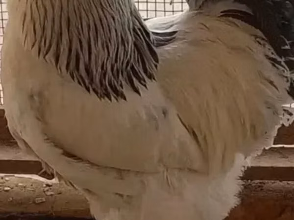 Brahma — Armenia