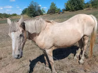 Mare, Horses — photo 1