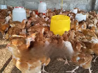 مرغ‌های شامو — عکس 1