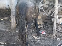 Kuda betina, Horses — foto 2