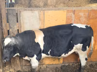 Bull, Russian Black pied cattle — photo 2