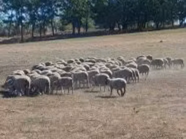 میش, White Suffolk sheep — مجارستان