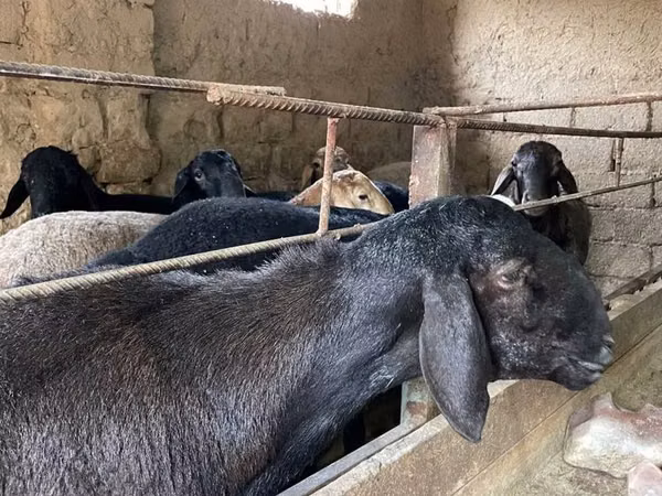 Sheep (batch, sex not specified), Sheep — Uzbekistan