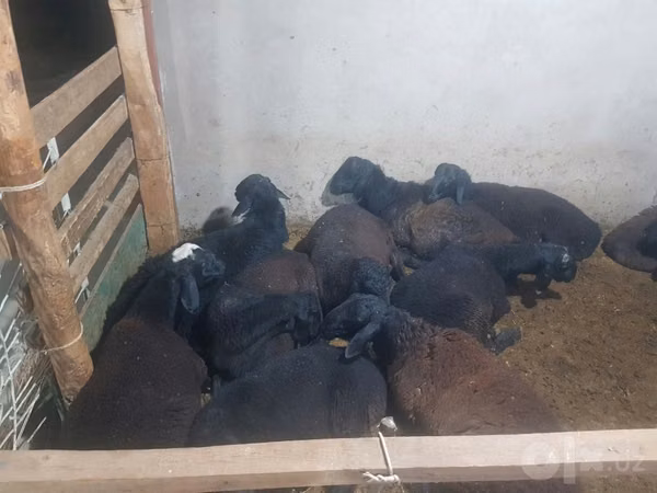 Kambing jantan, Sheep — Uzbekistan