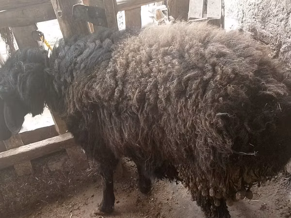 قوچ, Blackheaded Persian sheep — ازبکستان
