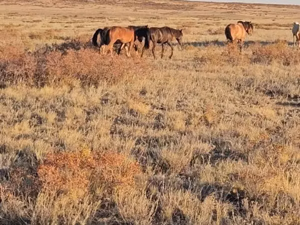 Mare, Horses — Kazakhstan