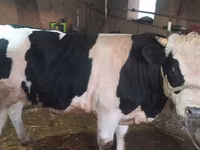 Dibi, Russian Black pied cattle — sawirka 1