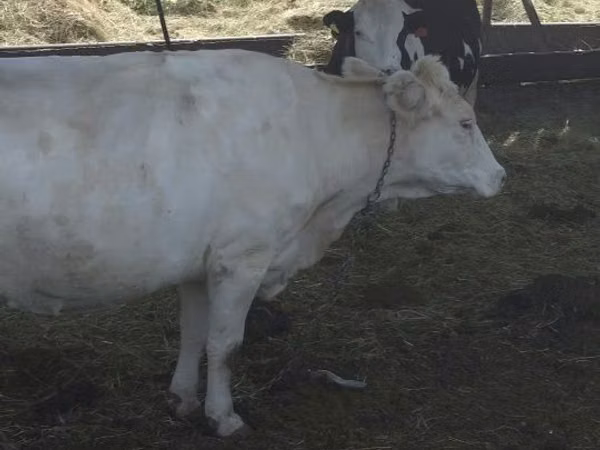 Cow, Swiss cattle — Kazakhstan