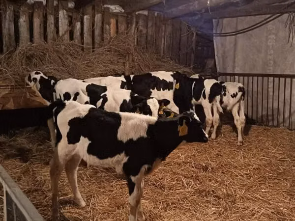 황소, Russian Black pied cattle