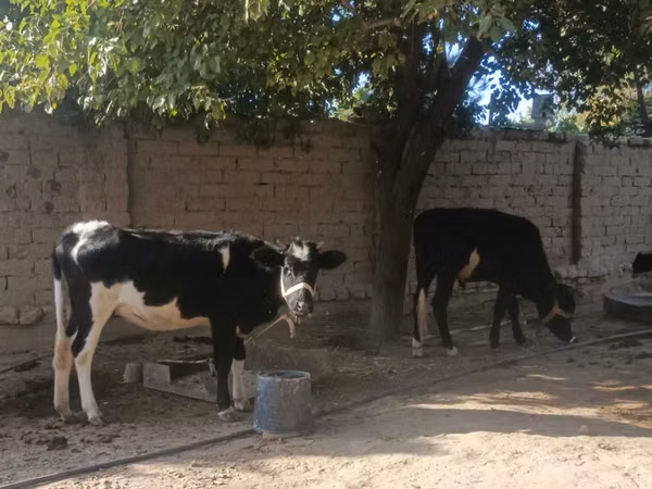Бух, Russian Black pied cattle — Узбекистан