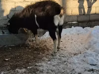 Billy Goat, Alpine goat — photo 2