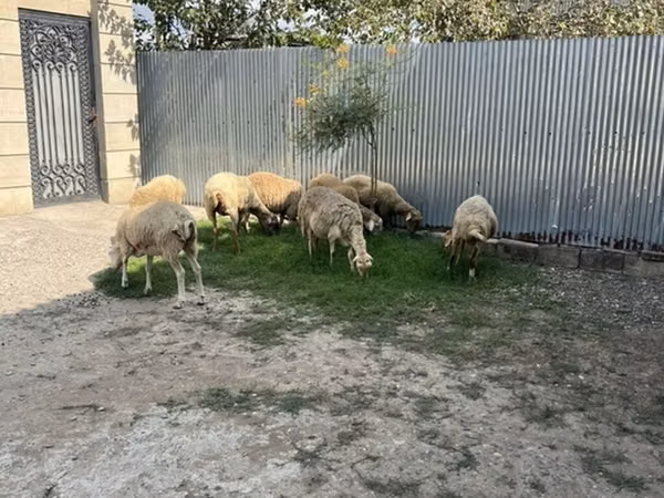 Baran, Owce — Azerbejdżan