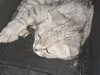 Qapalı meshli pişik daşıma çantası - Kiçik və orta ölçülü pişiklər — φωτογραφία 1