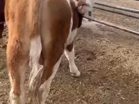 Bull, Simmental cattle — photo 2