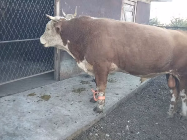 Bull, Simmental cattle — Kazakhstan