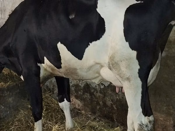 Cow, Russian Black pied cattle — Poland