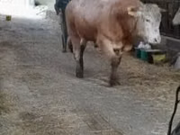 Bull, Blonde d’Aquitane cattle — photo 1