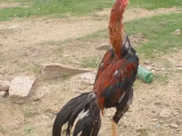Chickens — تصویر 1