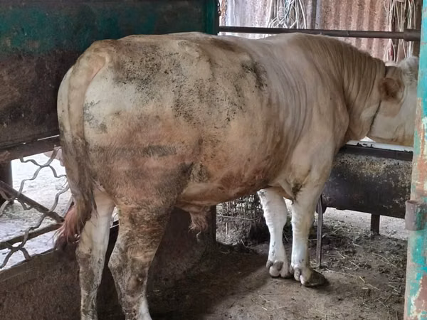 Bull, Auliekol breed