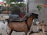 Billy Goat, Alpine goat — photo 2