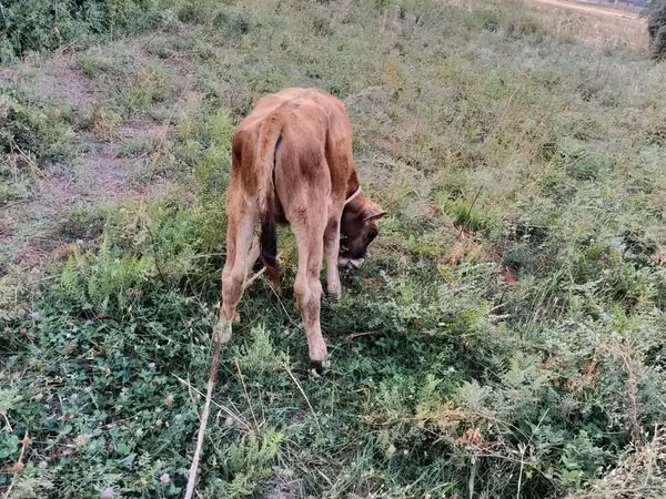 Bull, Cattle — Kyrgyzstan