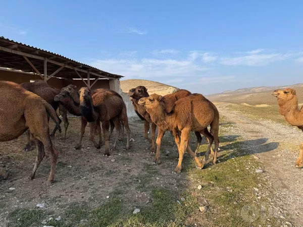 شتر نر, شتر