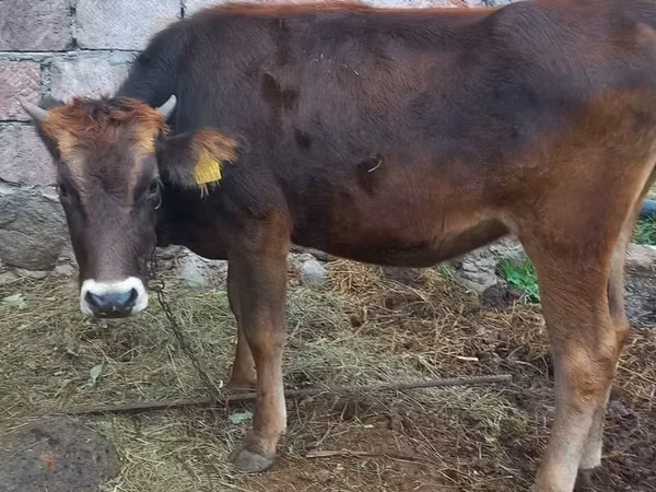 Bull, Cattle — Armenia