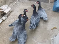 Domestic Muscovy — foto 1