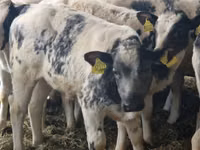 Kvæg (parti, køn ikke angivet), Simmental cattle — foto 7