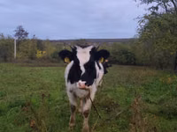 Krava, Russian Black pied cattle — fotografija 1
