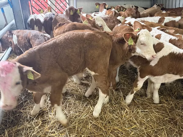 گاو نر, Simmental cattle