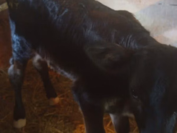 Cow, Alatau breed — Kazakhstan