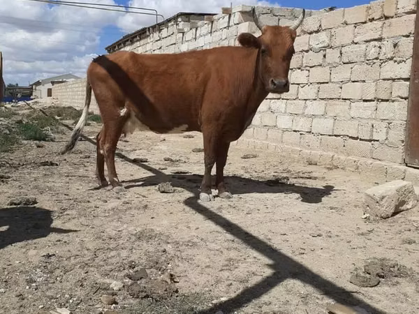Cow, Cattle — Kazakhstan