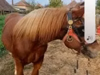 Horse (M), Horses — photo 3