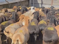 የጎትት አውራ በግ, Hissar sheep — ፎቶ 6