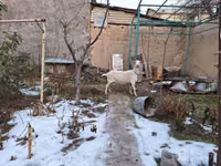 Koza, Saanen goat — zdjęcie 1